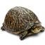 :wikipedia_turtle:
